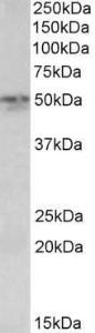 Anti-SYT2 Antibody (A83626) (0.1 µg/ml) staining of Mouse Lung lysate (35 µg protein in RIPA buffer). Primary incubation was 1 hour. Detected by chemiluminescence