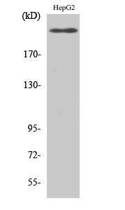 Western blot analysis of various cells using Anti-VEGFR2 Antibody