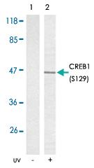 Anti-CREB1 Rabbit Polyclonal Antibody