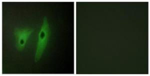 Immunofluorescence analysis of HeLa cells using Anti-DUSP19 Antibody. The right hand panel represents a negative control, where the antibody was pre-incubated with the immunising peptide