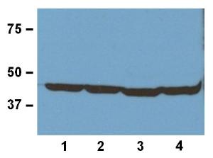 1:1000 (1 µg/ml) Ab dilution used in WB of 20 µg/lane tissue lysates from human (1), mouse (2), rat (3), and rabbit (4)