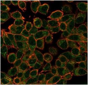 Immunofluorescent analysis of PFA-fixed HeLa cells stained with Anti-ECD Antibody [PCRP-ECD-1D10] followed by Goat Anti-Mouse IgG (CF&#174; 488) (Green)