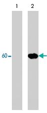 Anti-AKT1 Rabbit Polyclonal Antibody