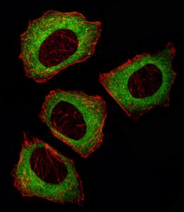 Anti-MAP2K2 Rabbit Polyclonal Antibody (HRP (Horseradish Peroxidase))