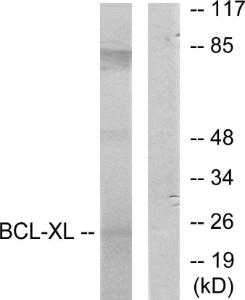 Anti-Bcl-XL Rabbit Polyclonal Antibody