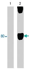 Anti-WASF1 Rabbit Polyclonal Antibody