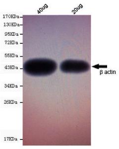 Anti-ACTB Mouse Monoclonal Antibody [clone: 13k1]