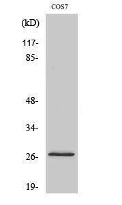 Western blot analysis of various cells using Anti-DUSP19 Antibody