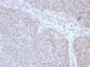 Antibody A249641-100 100 µg