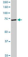 Anti-EFHC1 Rabbit Polyclonal Antibody