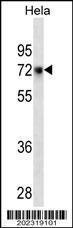 Anti-CD55 Mouse Monoclonal Antibody (AP (Alkaline Phosphatase)) [clone: 561CT4.2.3]