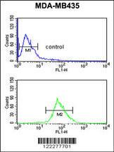 Anti-ISLR Rabbit Polyclonal Antibody (PE (Phycoerythrin))