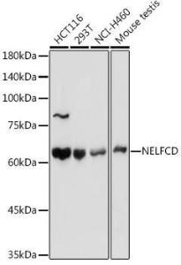 Western blot analysis of extracts of various cell lines, using Anti-TH1L Antibody (A9551) at 1:1,000 dilution The secondary antibody was Goat Anti-Rabbit IgG H&L Antibody (HRP) at 1:10,000 dilution Lysates/proteins were present at 25 µg per lane