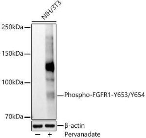 Western blot analysis of extracts of various cell lines, using Anti-FGFR1 (phospho Tyr653 + Tyr654) Antibody (A306275) at 1:3,000 dilution. The secondary Antibody was Goat Anti-Rabbit IgG H&L Antibody (HRP) at 1:10000 dilution. Lysates/proteins were present at 25 µg per lane