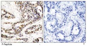 Anti-CREB1 Rabbit Polyclonal Antibody