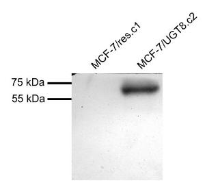 MCF7 overexpressing Human UGT8 and probed with Anti-UGT8 Antibody (A83629) (mock transfection in first lane). Primary incubation (1µg/ml) was overnight at 4C. Detected by chemiluminescence.