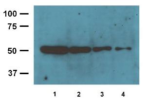 1:4000 (0.25µg/mL) Ab dilution used in WB of 10µg/lane (1), 5µg/lane (2), 2.5µg/lane (3), 1.25µg/lane (4) mouse brain tissue lysates