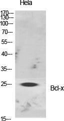 Anti-Bcl-XL Rabbit Polyclonal Antibody