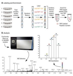 Isobaric mass tag labelling kit, iodoTMTsixplex™