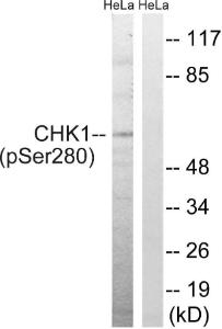 Antibody anti-CHK1 phospho SER280 100 µg