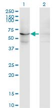 Anti-EFHC1 Mouse Monoclonal Antibody [clone: 4E7]