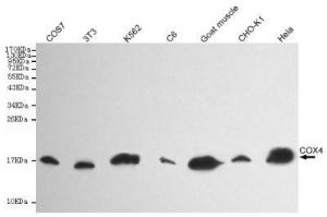 Anti-COX IV Mouse Monoclonal Antibody [clone: 13k36]