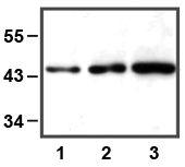 1:1000 (1 µg/ml) Ab dilution used in WB of HEK293 cell lysate; 5 µg (1), 10 µg (2), and 30 µg (3) of cell lysate used