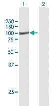 Anti-MST1 Rabbit Polyclonal Antibody