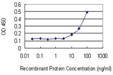 Anti-RAB13 Mouse Monoclonal Antibody [clone: 8H8]