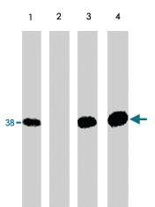 Anti-NFKBIA Rabbit Polyclonal Antibody