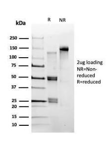 Antibody A249641-100 100 µg