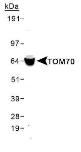 Anti-TOM70 Rabbit Polyclonal Antibody