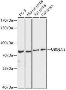 Western blot analysis of extracts of various cell lines, using Anti-UBQLN3 Antibody (A309177) at 1:1,000 dilution The secondary antibody was Goat Anti-Rabbit IgG H&L Antibody (HRP) at 1:10,000 dilution Lysates/proteins were present at 25 µg per lane