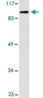 Anti-KIF20A Rabbit Polyclonal Antibody