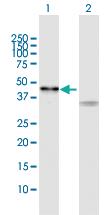 Anti-SIRT7 Rabbit Polyclonal Antibody