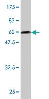 Anti-BLVRA Mouse Monoclonal Antibody [clone: S2]