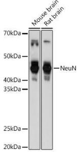 Anti-NeuN antibody