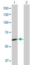 Anti-NR6A1 Rabbit Polyclonal Antibody