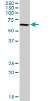 Anti-NR6A1 Rabbit Polyclonal Antibody