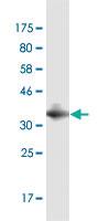 Anti-CDH2 Mouse Monoclonal Antibody [clone: 4D11]