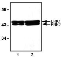 1:1000 (1 µg/ml) Ab dilution used in WB of 10 µg (1) and 30 µg (2) HeLa cell lysates