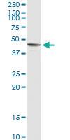 Anti-SIRT7 Rabbit Polyclonal Antibody