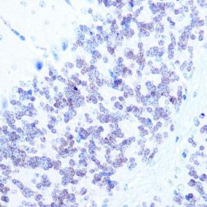 Anti-NeuN antibody