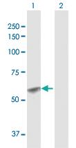 Anti-GCNT1 Rabbit Polyclonal Antibody