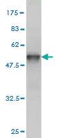 Anti-TRAPPC4 Mouse Monoclonal Antibody [clone: 2D10]