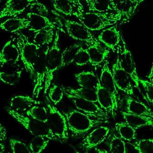 Immunofluorescent analysis of PFA fixed HeLa cells stained with Anti-Cytochrome C Antibody [6H2B4] followed by Goat Anti-Mouse IgG (CF&#174; 488) (Green)