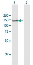 Anti-ANPEP Rabbit Polyclonal Antibody