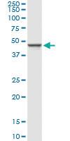 Anti-GCNT1 Rabbit Polyclonal Antibody