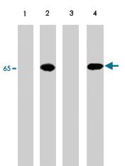 Anti-PDPK1 Rabbit Polyclonal Antibody