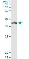 Anti-SIRT7 Rabbit Polyclonal Antibody